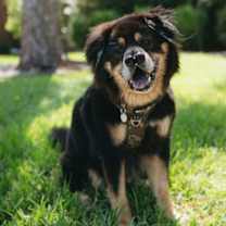 Thumbnail photo of Oso #1