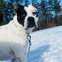 adopt-pet