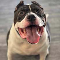 Thumbnail photo of Ellis #1