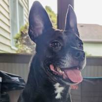 Thumbnail photo of Miss Brownie #1