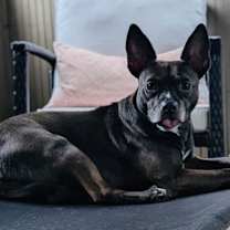 Thumbnail photo of Miss Brownie #2
