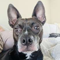 Thumbnail photo of Miss Brownie #3