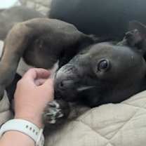 Thumbnail photo of Miss Brownie #4