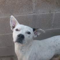 Thumbnail photo of CHECKERS #3