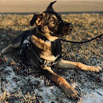 Thumbnail photo of Scout #1