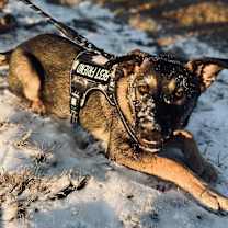 Thumbnail photo of Scout #3