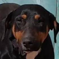 Thumbnail photo of Marion's Dobie #1