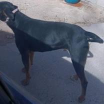 Thumbnail photo of Marion's Dobie #2