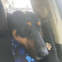 Thumbnail photo of Marion's Dobie #3
