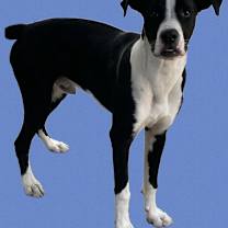 Thumbnail photo of Vinnie #4