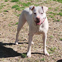 Thumbnail photo of Pepper #3