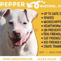 Thumbnail photo of Pepper #4