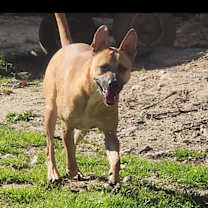 Thumbnail photo of Frito Lamar #2