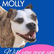 Thumbnail photo of Molly #1
