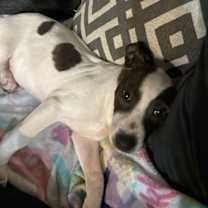 Thumbnail photo of Sparkles aka Mi Amora #2