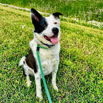 Thumbnail photo of Gordy #2