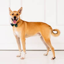 Thumbnail photo of Ricky #3