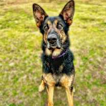 Thumbnail photo of Honcho #2