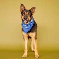 Thumbnail photo of Honcho #3