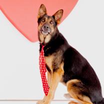 Thumbnail photo of Honcho #4