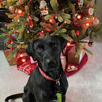 Thumbnail photo of Roxy #2