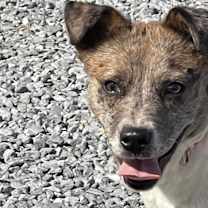 Thumbnail photo of Lexie #3