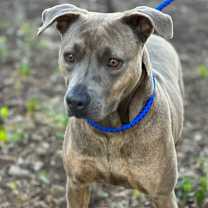 Thumbnail photo of BESA #1