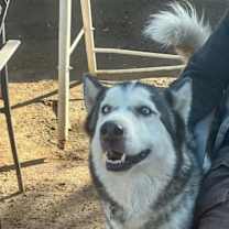 Thumbnail photo of Ralph #3