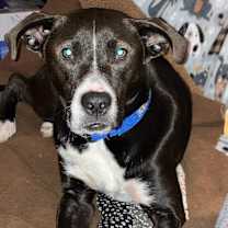 Thumbnail photo of Loki #1