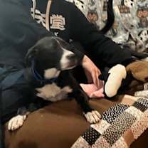 Thumbnail photo of Loki #2