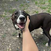Thumbnail photo of Loki #4