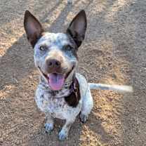 Thumbnail photo of Ruby #1