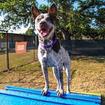 Thumbnail photo of Ruby #4