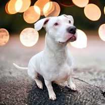 Thumbnail photo of Amara #1