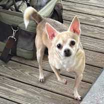 Thumbnail photo of Casey #1