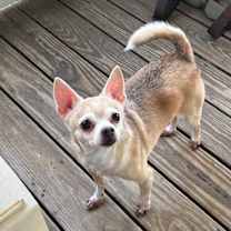 Thumbnail photo of Casey #3