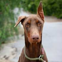 Thumbnail photo of Chance #1