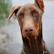 Thumbnail photo of Chance #2