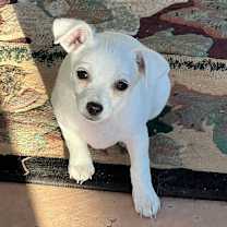 Thumbnail photo of Toby #1