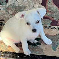 Thumbnail photo of Toby #2