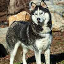 Thumbnail photo of Braun #2