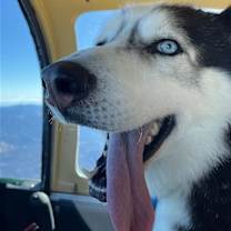 Thumbnail photo of Braun #3