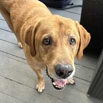 Thumbnail photo of Oliver #1