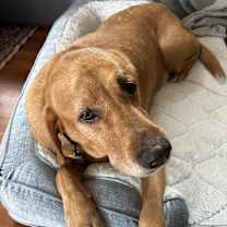 Thumbnail photo of Oliver #2