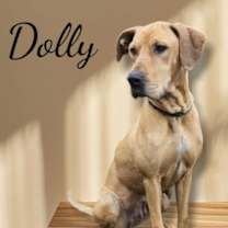 Thumbnail photo of Dolly #2