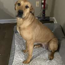 Thumbnail photo of Dolly #4