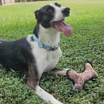 Thumbnail photo of Cane #2