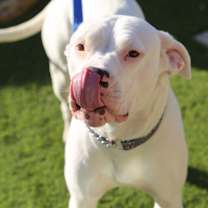 Thumbnail photo of SUPER*NOVA #1