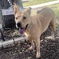 Thumbnail photo of PONCHITO #4