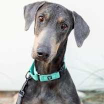 adopt-pet